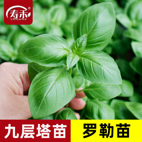 可食用紫罗勒四季金不换九成种子