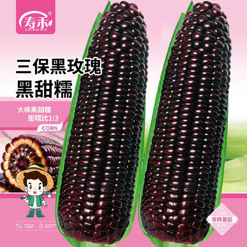 黑玉米甜糯四季高产量种子