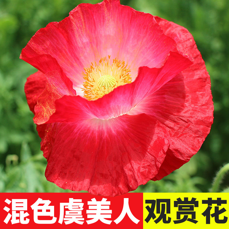 虞美人花种子冰岛重瓣红色种子种籽孑子四季盆栽阳台庭院花种花苗