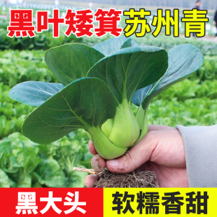 黑大头矮箕苏州青菜种子种籽上海青冬季 菜籽种 耐寒蔬菜孑油菜四季