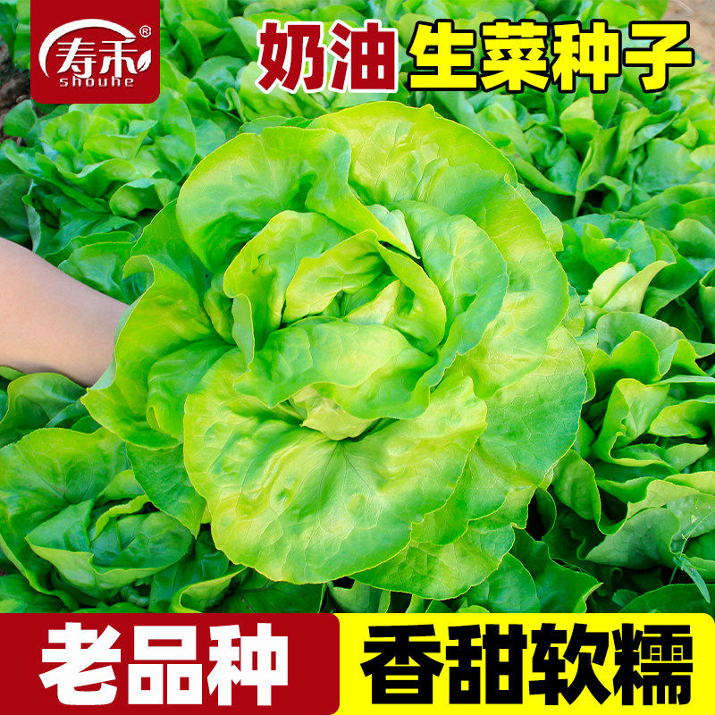 老品种四季奶油生菜种子种籽四季沙拉小白菜冬季菜籽盆栽蔬菜孑