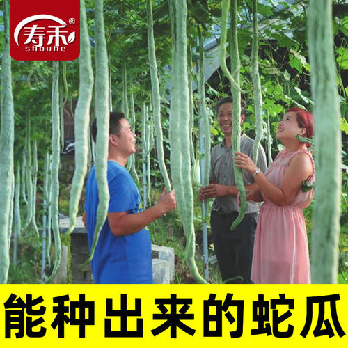四季丝瓜南方蔬菜种子