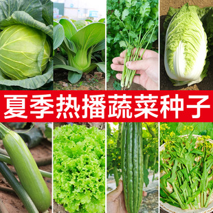 蔬菜种子种籽菜籽大全四季 蔬菜 菜种适合9月份九可以高温夏天种