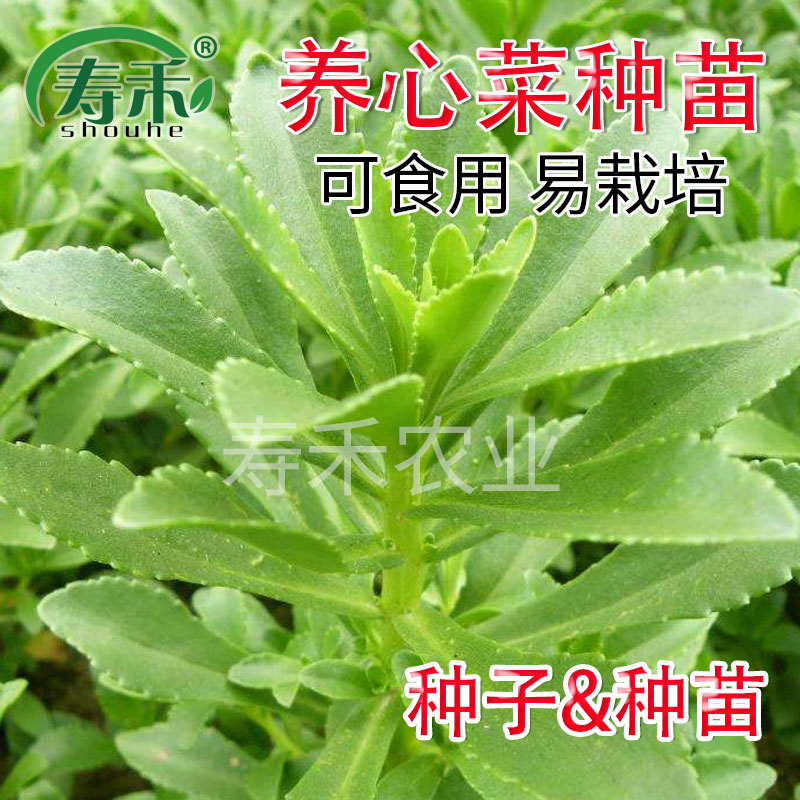 养身菜种子种籽养心菜种苗灰灰菜/救心菜/蔬菜苗四季盆栽阳台野菜