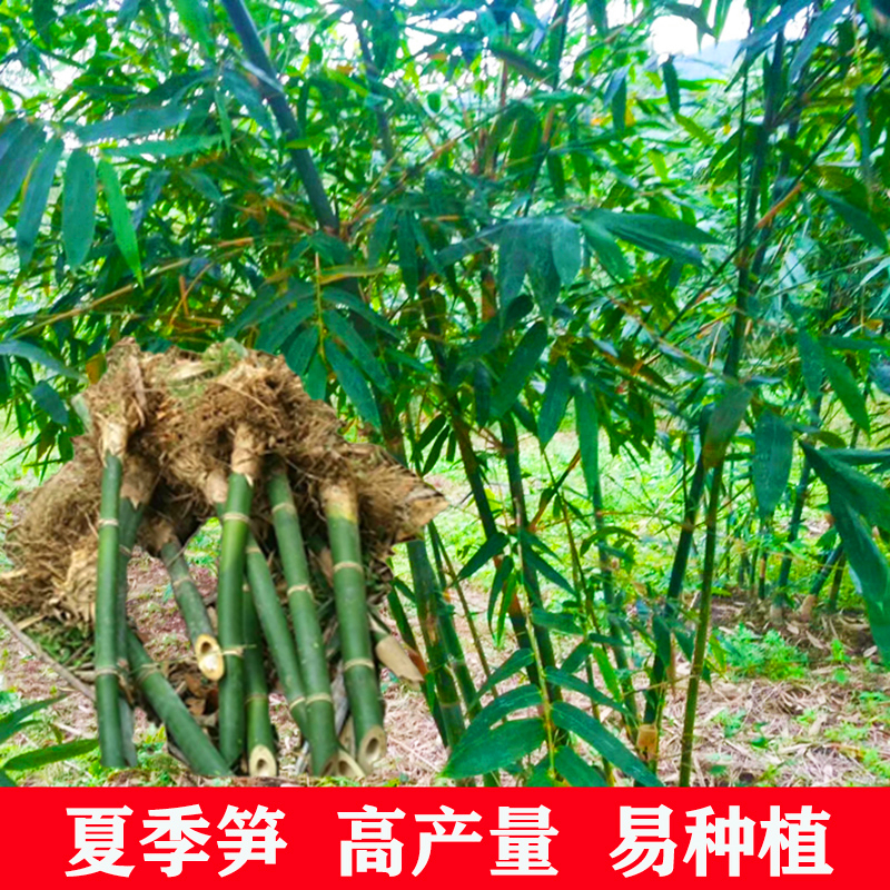 甜竹笋苗马蹄笋苗竹笋苗种植食用绿竹笋苗竹笋种植甜笋竹苗邮1棵