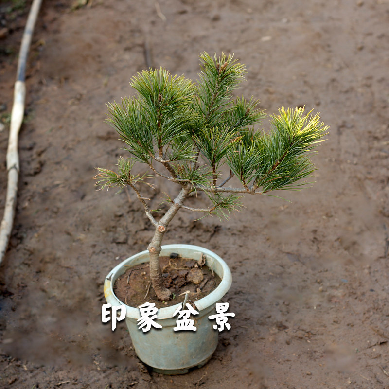 Pinus needles Osaka pine Miyajima miniature Qianshou Pinus Pocket Potted plant Thunbergii modelling bonsaiin the Flower delivery/Flowers simulation/Plants gardening , Flowers/Potted plants (New) , Plants  category - from Buy2taobao.com to provide professional Taobao agent buy service