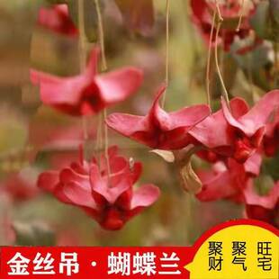 金丝吊蝴蝶树苗卫矛原生金线吊蝴蝶盆栽地栽花卉绿植开花庭院盆景