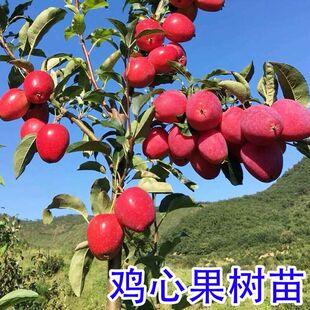 嫁接鸡心海棠果树苗小苹果树活苗苗地栽盆栽南北方种植水果树果苗