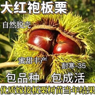 板栗苗树苗嫁接大红袍板栗苗特大栗子树苗北方地栽果树苗南方种植