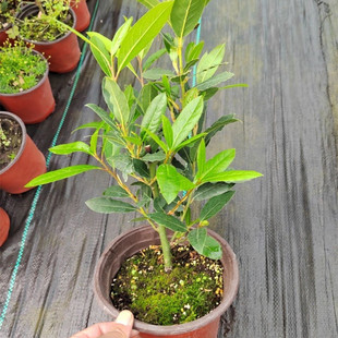 香叶树苗盆栽可食用调料树地中海月桂树厨房炒菜炖肉卤肉香料树苗