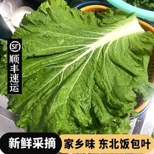 东北饭包叶新鲜大白菜叶打饭包菜叶即食蘸酱菜包饭绿叶子蔬菜送酱