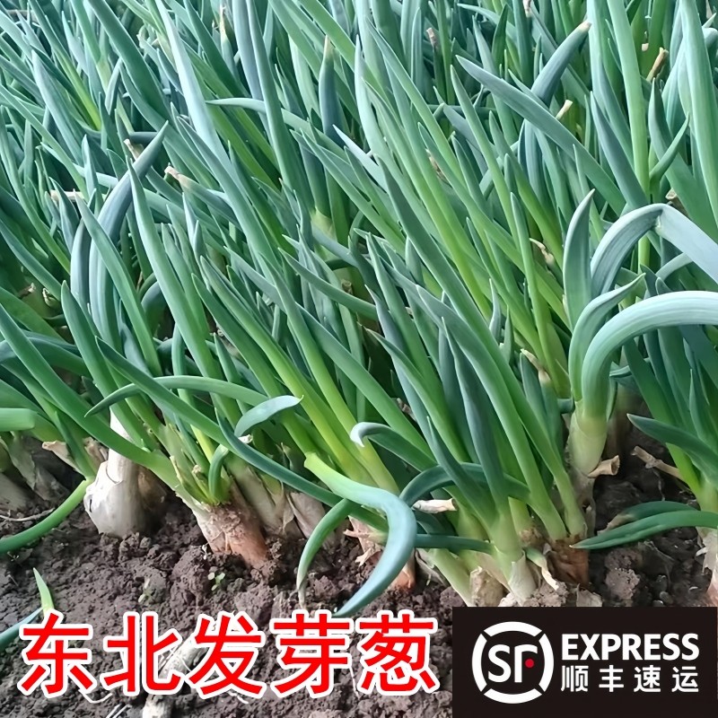 顺丰速运东北发芽葱当季新鲜大葱蘸酱菜农家自种小葱打饭包葱现摘