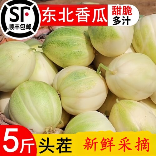 东北香瓜甜瓜新鲜蜜瓜