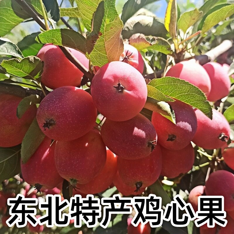 东北鸡心果应季新鲜水果脆甜多汁酸海棠果糖心嘎啦果花牛果小苹果