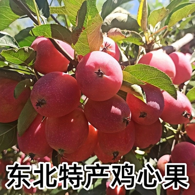 东北应季新鲜脆甜多汁鸡心果