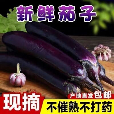 东北紫茄子蒜茄子现摘先发