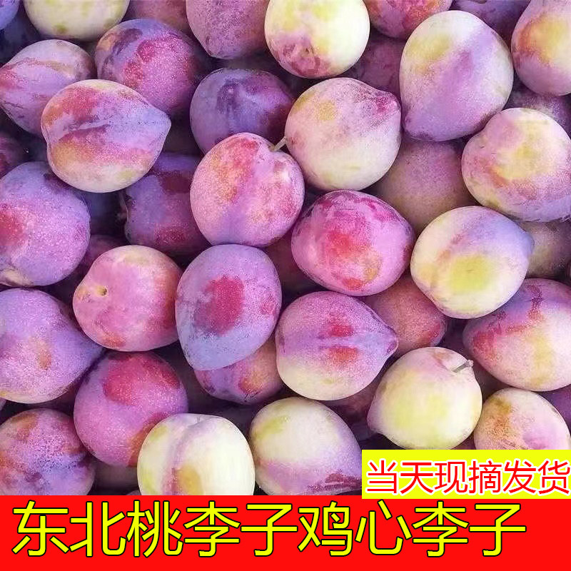 吉盛桃李子新鲜东北特产桃李子干核干碗鸡心脱骨李子酸甜应季水果