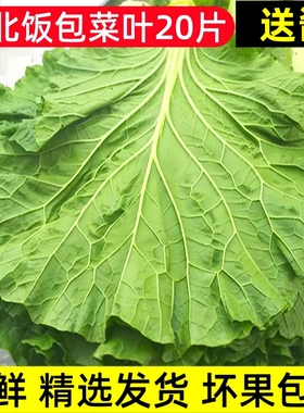 东北大白菜叶新鲜打饭包菜叶即食蘸酱菜包饭绿叶子送酱饭包叶顺丰