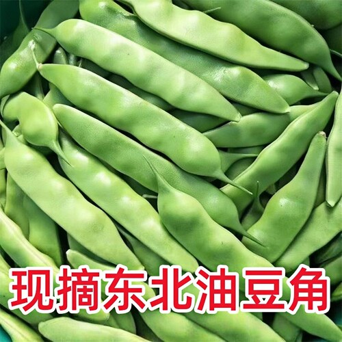 东北油豆角新鲜蔬菜当季豆角