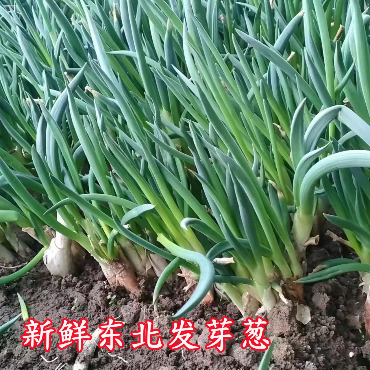新鲜东北发芽葱当季大葱蘸酱菜农家菜园自种小葱打饭包葱现摘现发