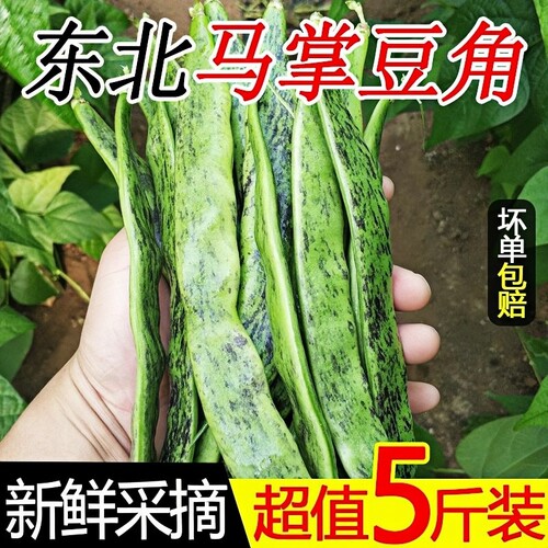新鲜蔬菜马掌豆角现摘先发
