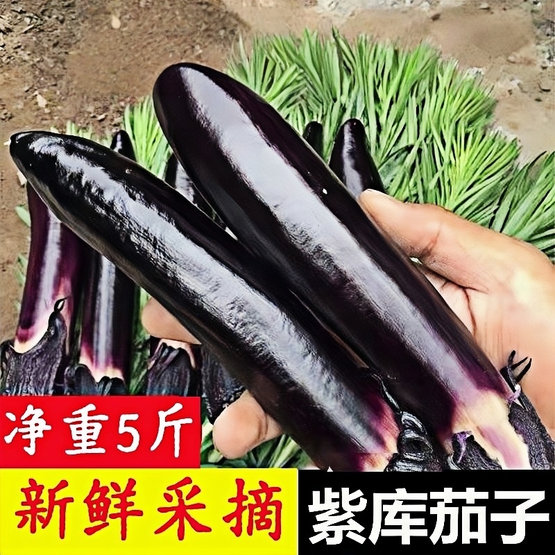 紫茄子东北特产黑茄当季新鲜蔬菜