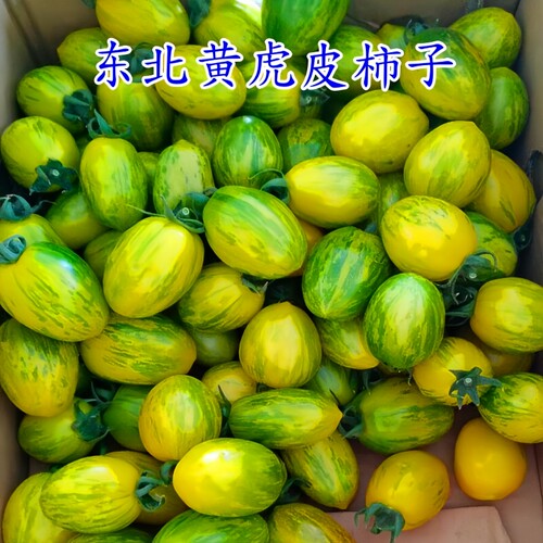 皮球柿子黄虎皮柿子酸甜