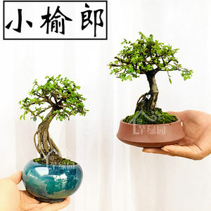 中山花木场：绿意盎然与自然对话的艺术