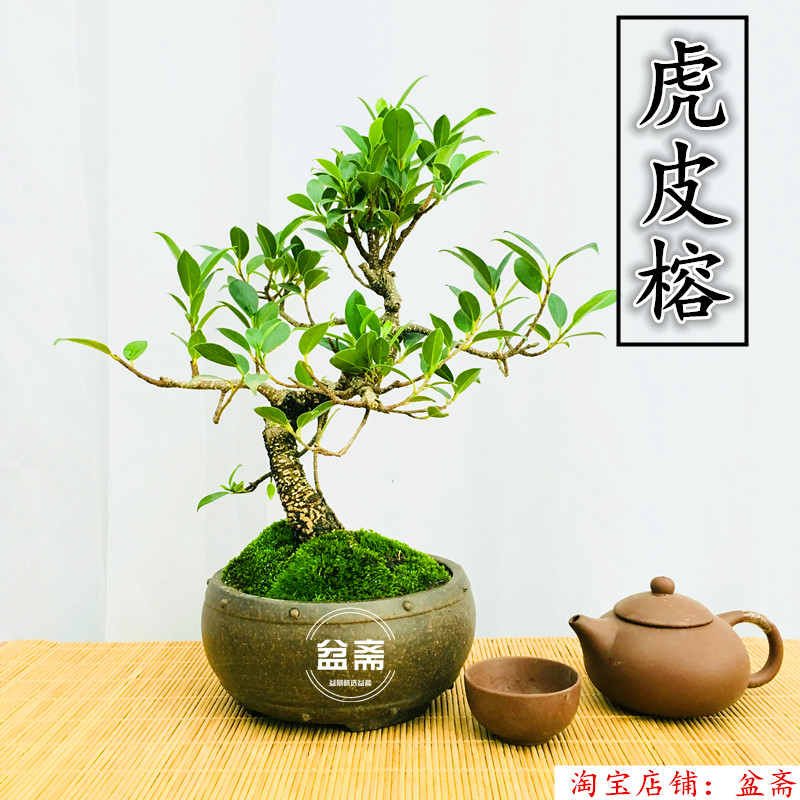 台湾虎皮榕树盆景植物树桩四季常青室内阳台绿植盆栽s