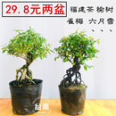 雀梅盆景植物盆栽小叶榆树福建茶六月雪提根造型开花结果树桩