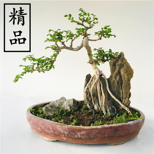 悬崖榆树盆景小叶郎榆提根造型老树桩耐热四季常青办公桌高档绿植