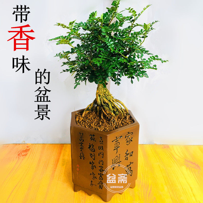 胡椒木盆景老桩清香驱蚊