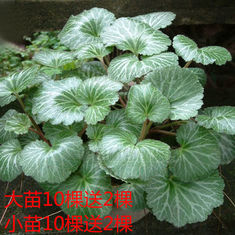 Watch Medical Flower Pot Hanging money Aliases Tiger ears Grass seedlings Saxifrage Potted plant Watkins Lotusin the Flower delivery/Flowers simulation/Plants gardening , Flowers/Potted plants (New) , Plants  category - from Buy2taobao.com to provide professional Taobao agent buy service