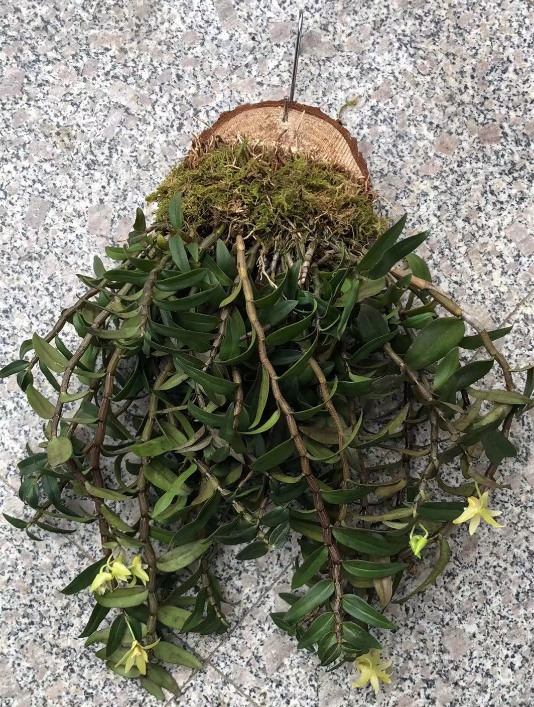 雁荡山红杆药用铁皮石斛苗板植挂板石斛可食用室内绿植花卉种植苗