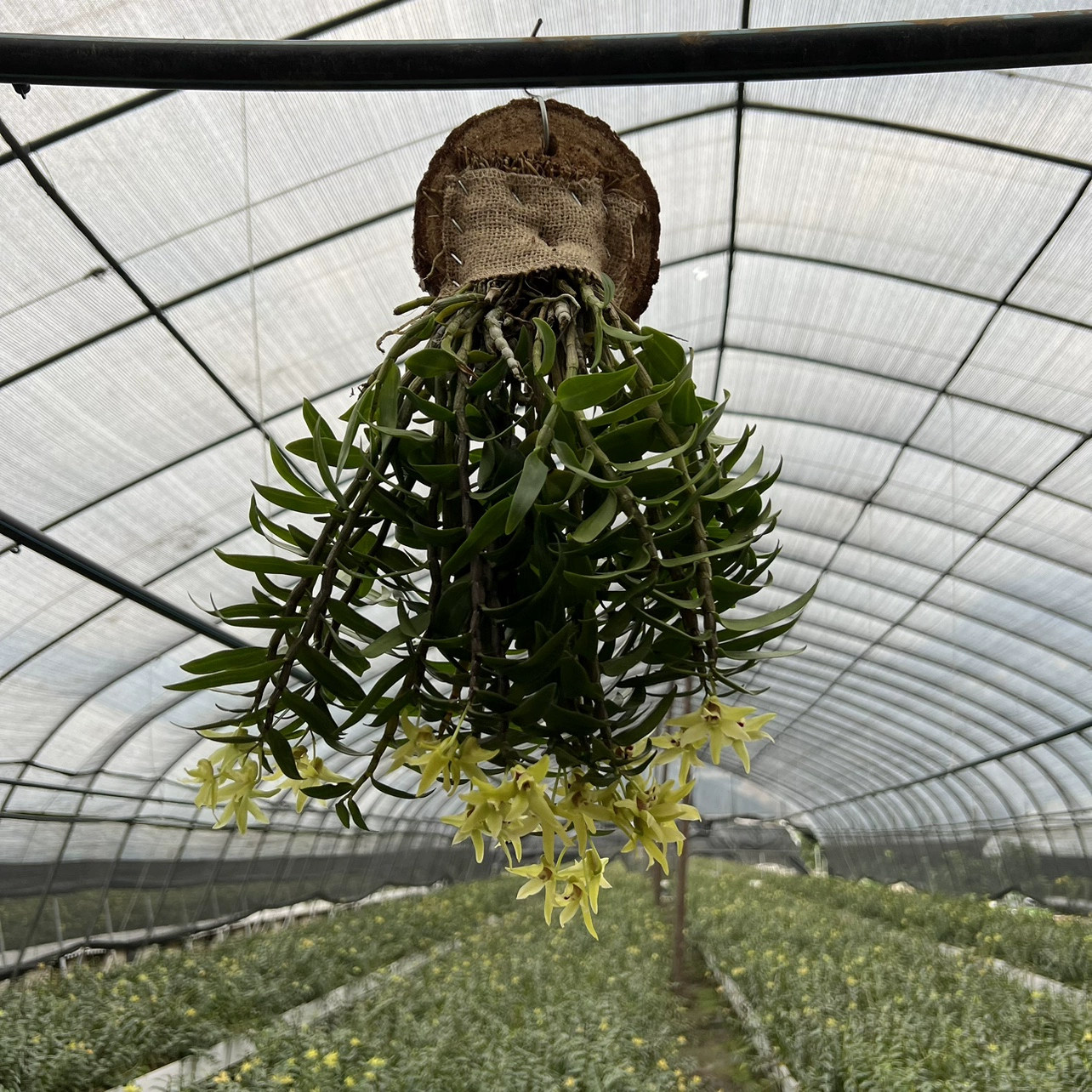 板植种好发货倒挂养铁皮石斛三年大苗可食用可观赏雁荡山红杆绿植