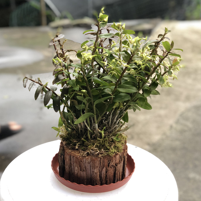 雁荡山铁皮石斛苗绿植花卉木桩种植三年盆栽可食用药用石斛滋补品