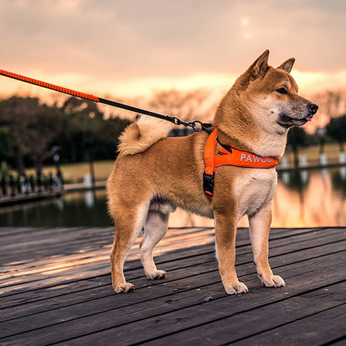 酷极狗狗胸背带小中大型犬防冲爆