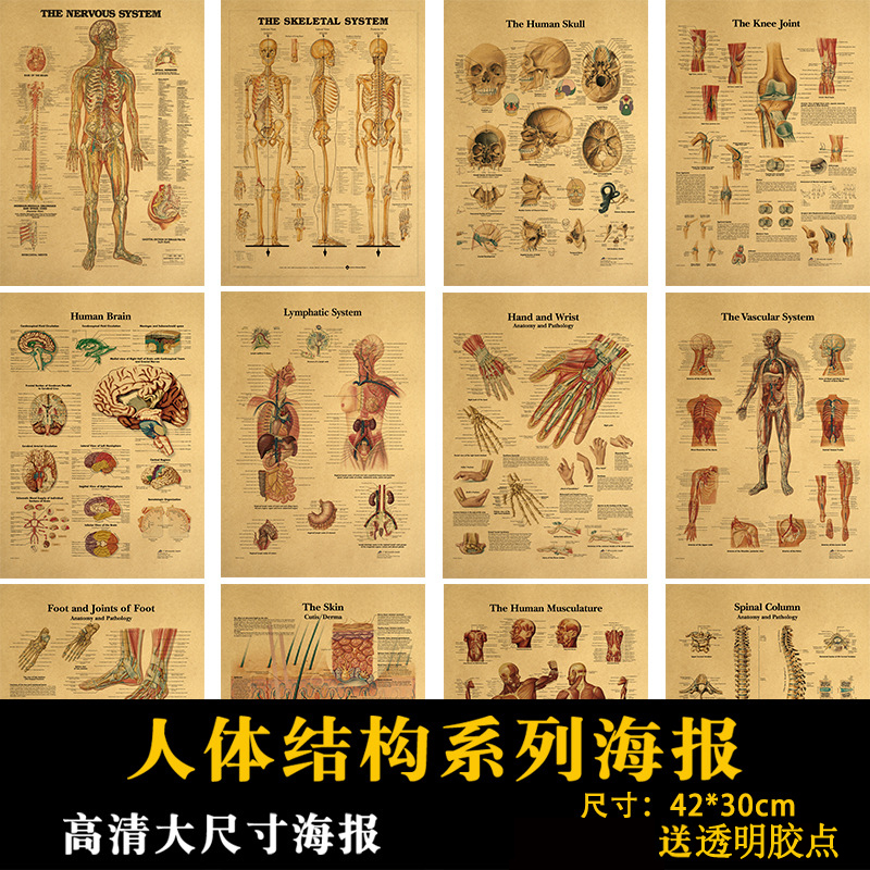 人体结构系列海报复古牛皮纸医学院大体系统介绍宿舍卧室装饰墙贴