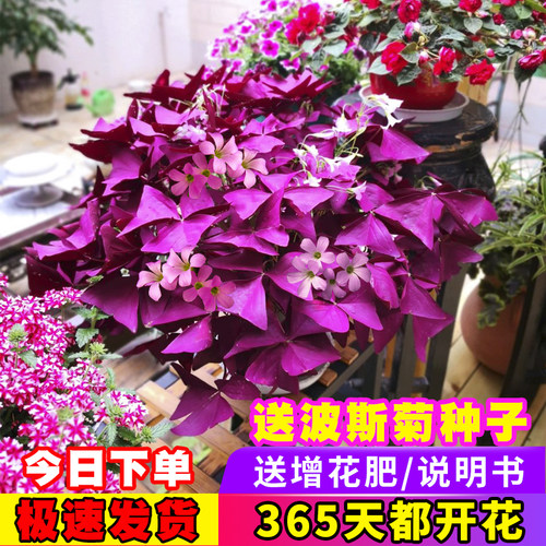 紫叶酢浆草多少钱 紫叶酢浆草价格 小麦优选