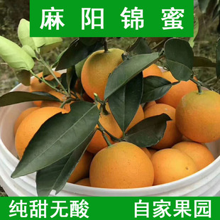 【麻阳锦蜜】冰糖橙自家果园新鲜采摘现摘现发