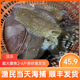 大墨鱼鲜活目鱼新鲜墨斗鱼 包邮 海鲜冷冻水产深海乌贼大乌贼鱼