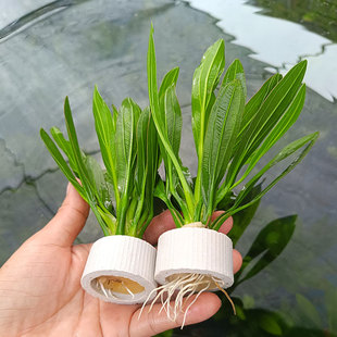 冠迷你九冠带沉底环无需底沙净化水质小九冠绿九冠前中景鱼缸造景