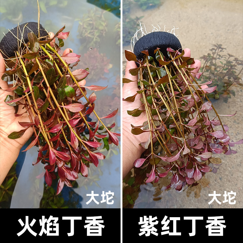 紫红丁香坨草红色火焰丁香中后景懒人易养大小坨鱼缸造景草场直发,宠物/宠物食品及用品,水草,淘宝优惠券,粉丝福利购,淘宝优惠卷