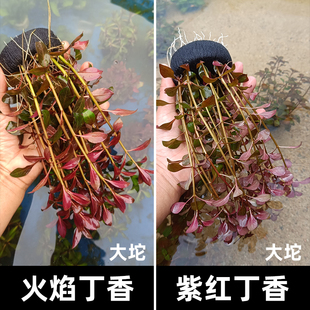 紫红丁香坨草红色火焰丁香中后景懒人易养大小坨鱼缸造景草场直发