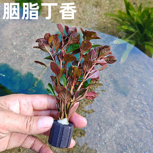 适合小缸迷你款胭脂丁香带沉底环真水草玫瑰丁香鱼缸装饰水族造景