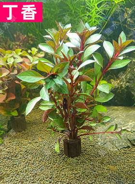 新款红丁香入门级易养红色系水草草鱼缸造景前中后景净化水质增氧