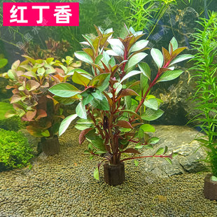 新款红丁香入门级易养红色系水草草鱼缸造景前中后景净化水质增氧