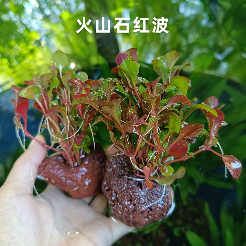 火山石红波水陆两生迷你九冠净化水质前中景活体真水草懒人易养