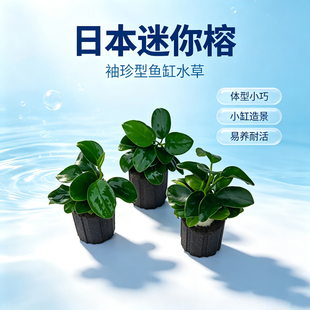 袖珍型真水榕带底座日本迷你榕生态瓶小型鱼缸造景摆饰水草好养