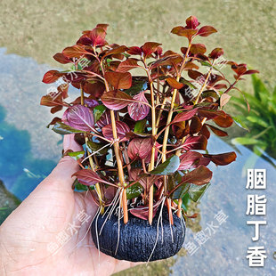 胭脂丁香坨草可户外中后景懒人易养水草鱼缸水池古法造景生态鱼缸